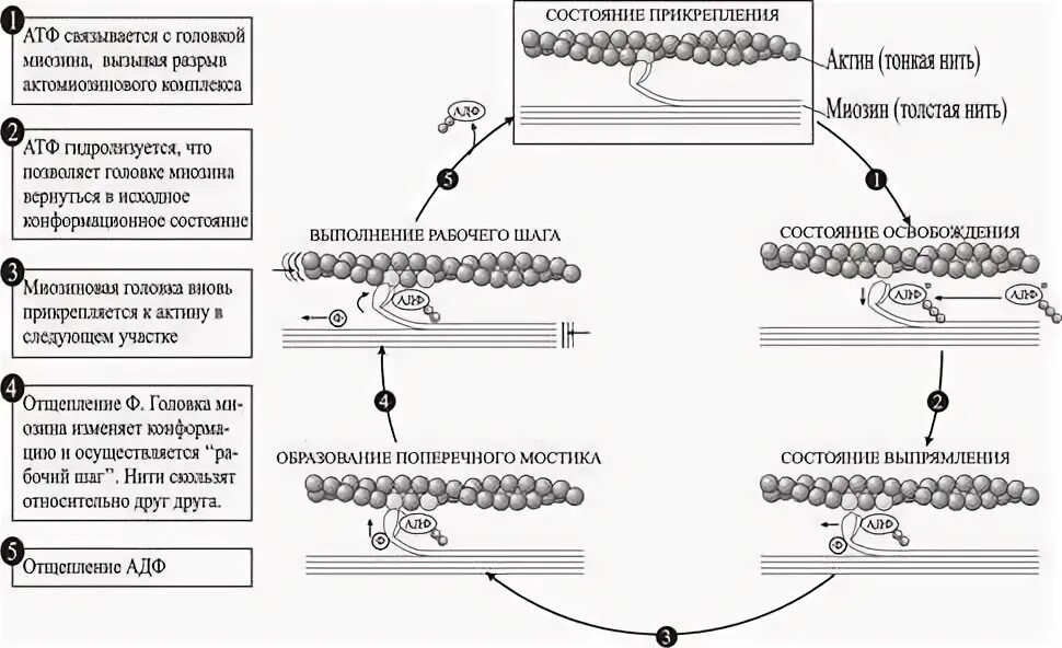 Нити актина. Цикл актин миозин. Цикл миозиновых поперечных мостиков. Актинмиозин поперечные мостики. Цикл актин миозинового мостика.