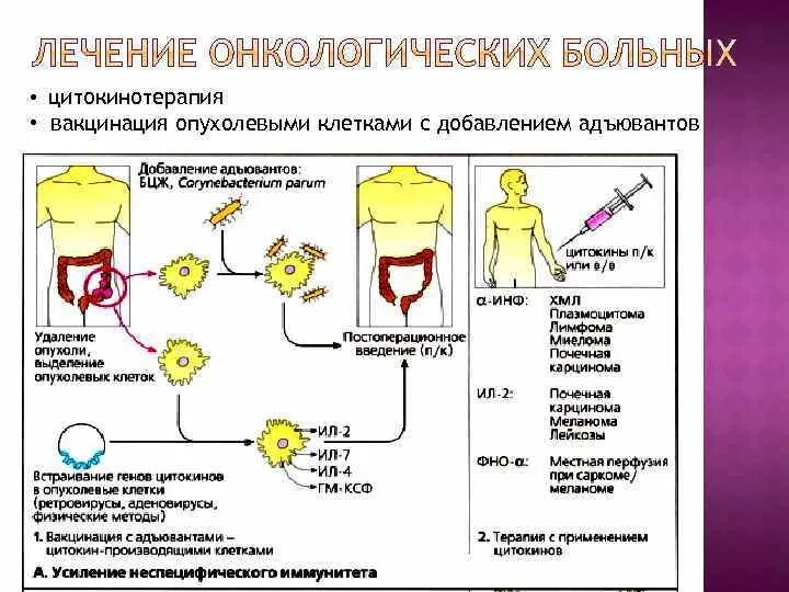 Неспецифическая иммунотерапия. Факторы защиты опухолевых клеток. Цитокинотерапия доклад. Современные подходы к иммунотерапии опухолей. Цитокинотерапия при онкологии.