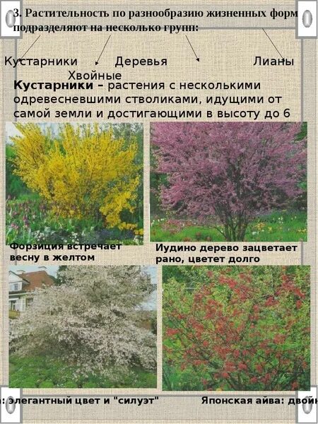 Несколько стволиков у каких растений. Растительность несколько стволиков. жизненная форма сливы. несколько предложений по теме жизненные формы растений кустарники. жизненная форма калины.