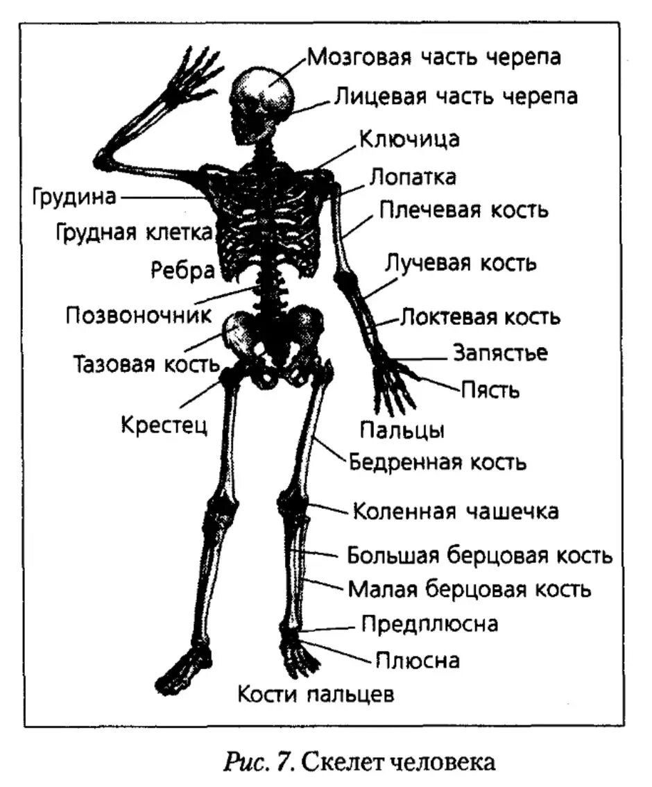 Скелет человека с названием костей 4 класс. Анатомия основные части скелета. Строение скелета тела человека название. Строение скелета название костей человеческого тела. Скелет туловища человека с названием костей.