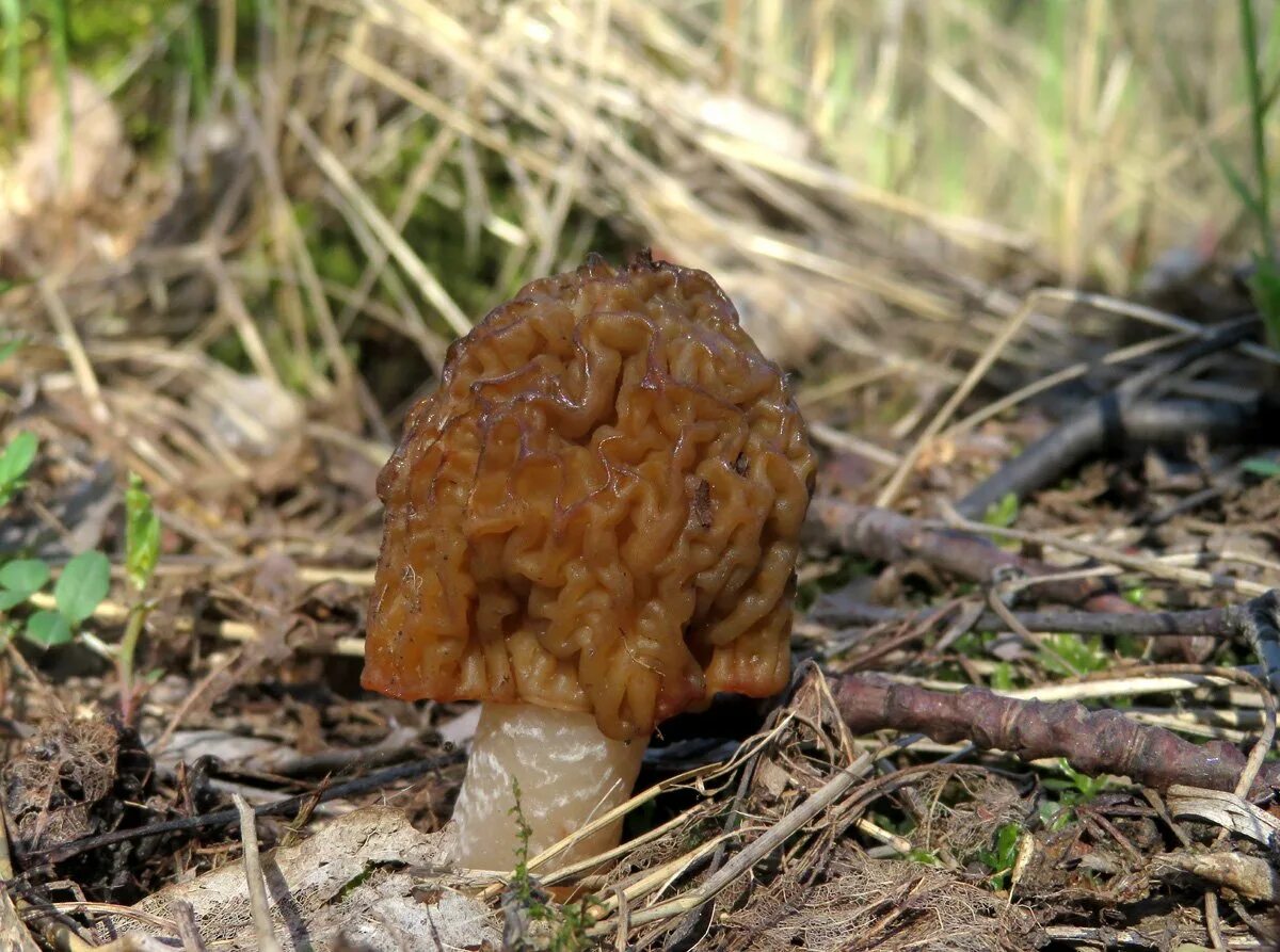 Весенний гриб похожий на сморчок. Сморчки. Сморчки грибы. Сморчок осенний. Сморчок белый.