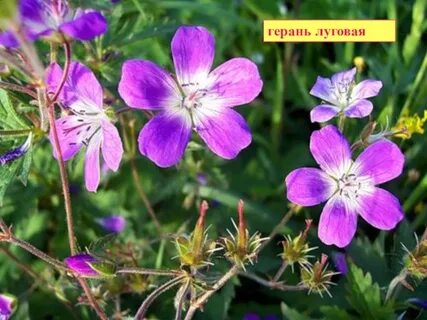 Герань 13