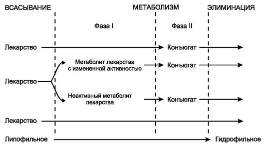 2 фаза биотрансформации. Реакции 1 фазы биотрансформации лекарственных веществ. метаболизм лекарственных средств фазы метаболизма. факторы, влияющие на метаболизм лс.. биотрансформация лекарственных средств.