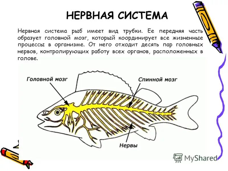 Нервная система костных рыб схема. Внутреннее строение рыбы нервная система. Строение нервной системы рыб. Нервная система костной рыбы 7 класс. Особенности строения мозга рыбы