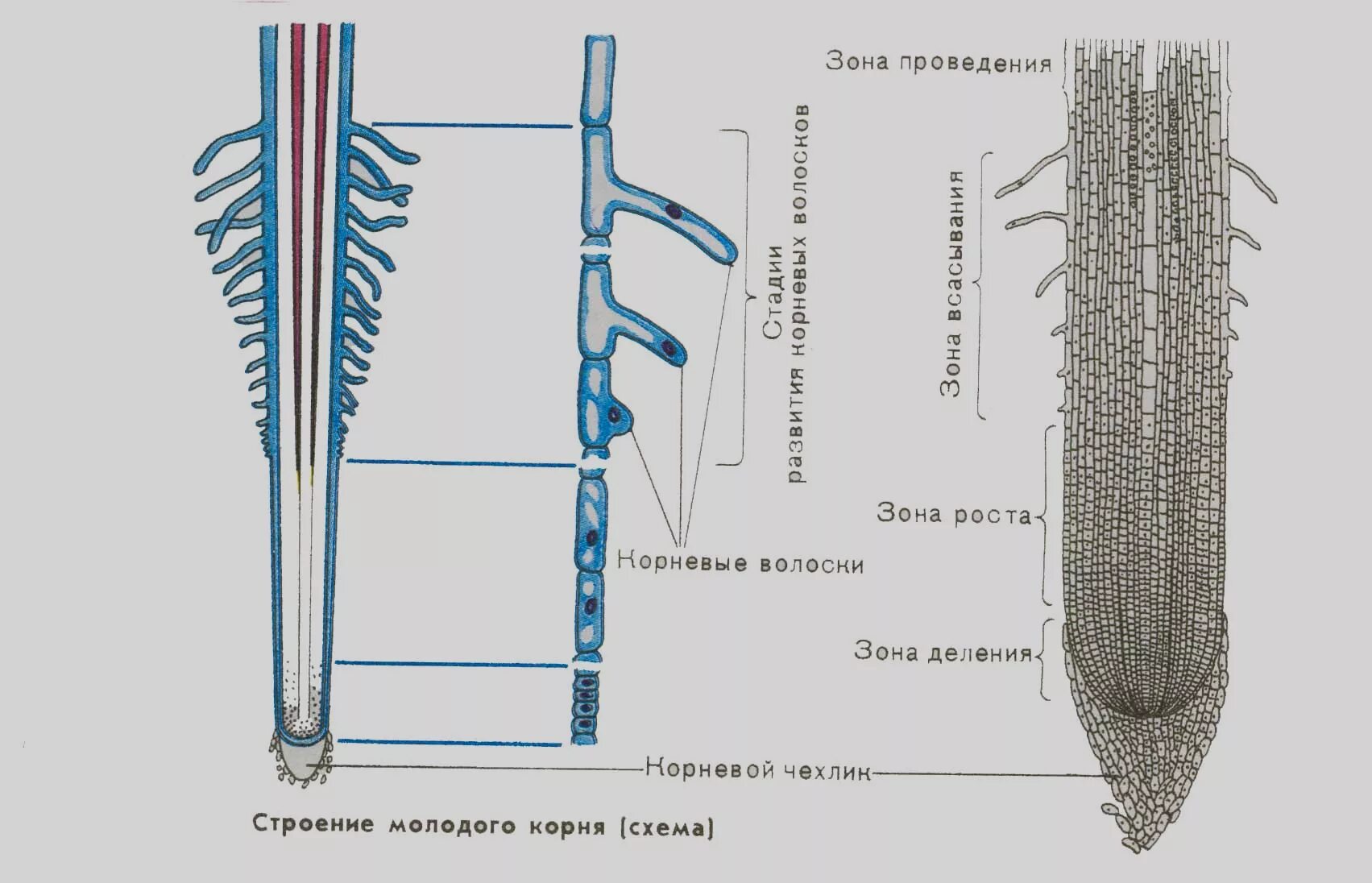 Корневой кончик. Строение корня фасоли под микроскопом. Строение корешка проростка пшеницы. Зоны корня у проростка пшеницы. Строение и зоны молодого корня.