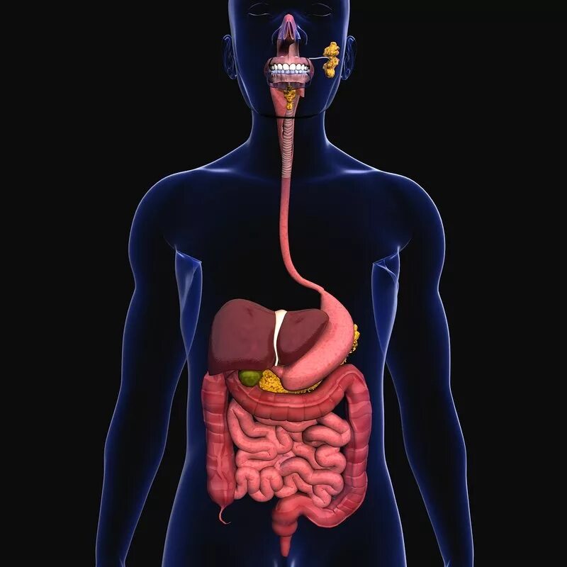 Digestive organs