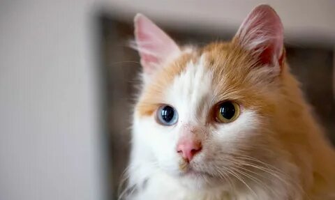 Van cat