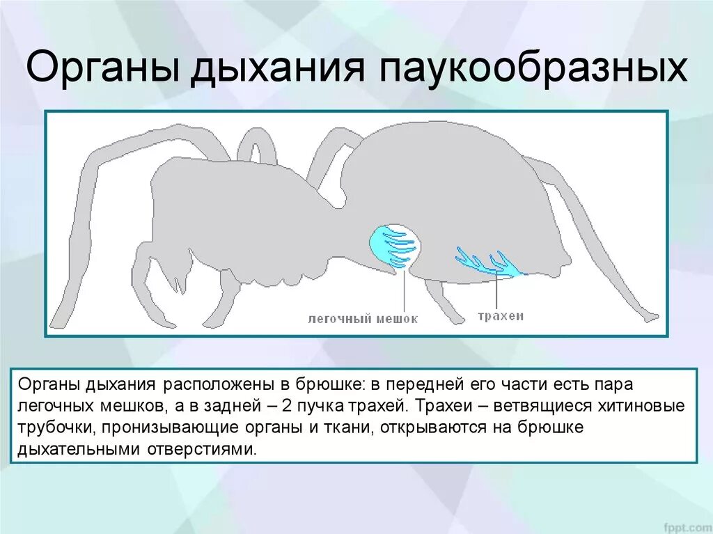 Класс паукообразные дыхательная система. Дыхательная система паукообразных. Органы дыхательной системы у паукообразных. Легочные мешки паукообразных. Какие органы дыхания у паукообразных.