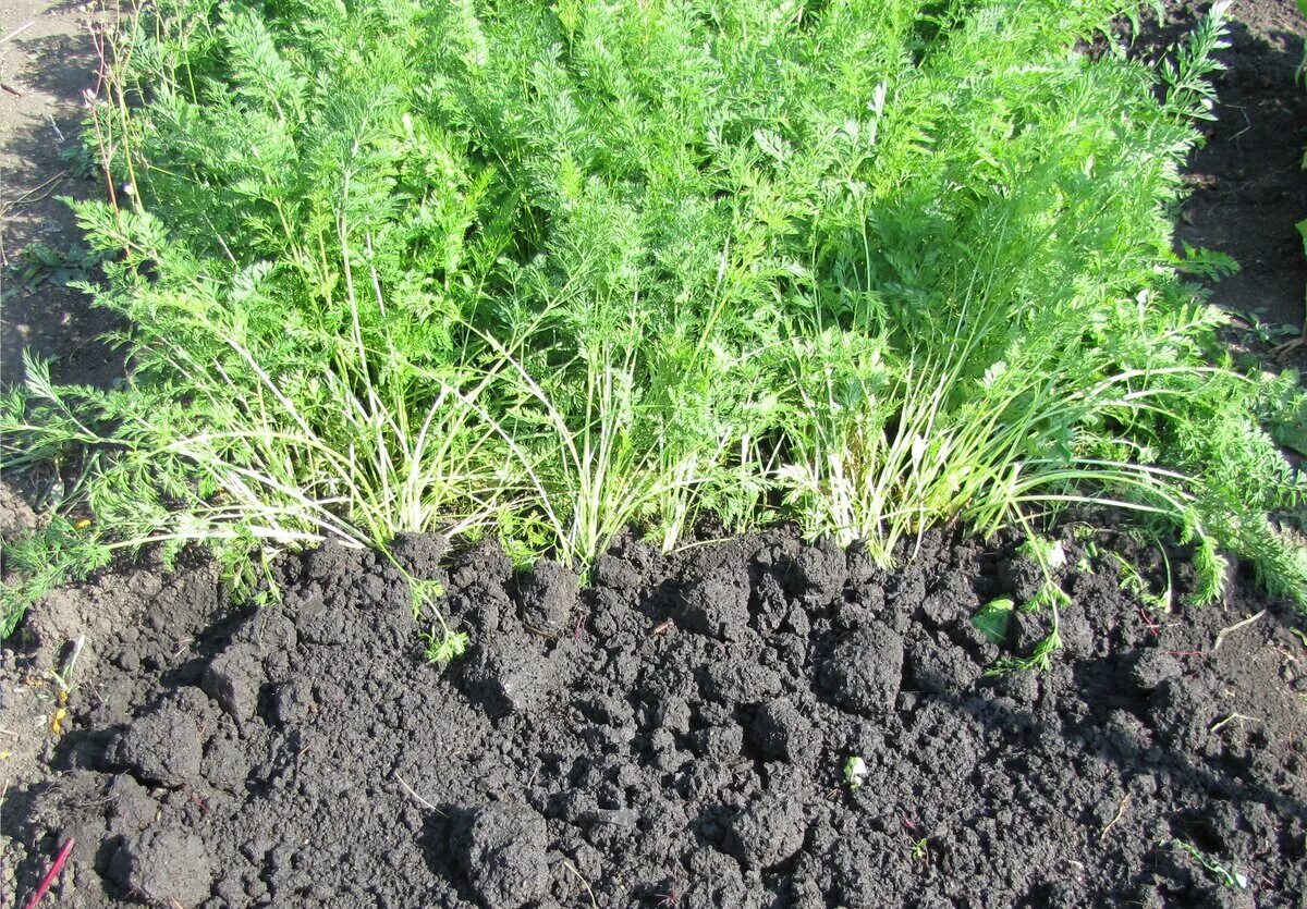 Всходы сорняков. Сныть — злостный сорняк. Морковь увядание. Сорняк как морковка. Сорняк в морковке.