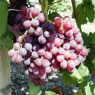 Кишмиш вкус