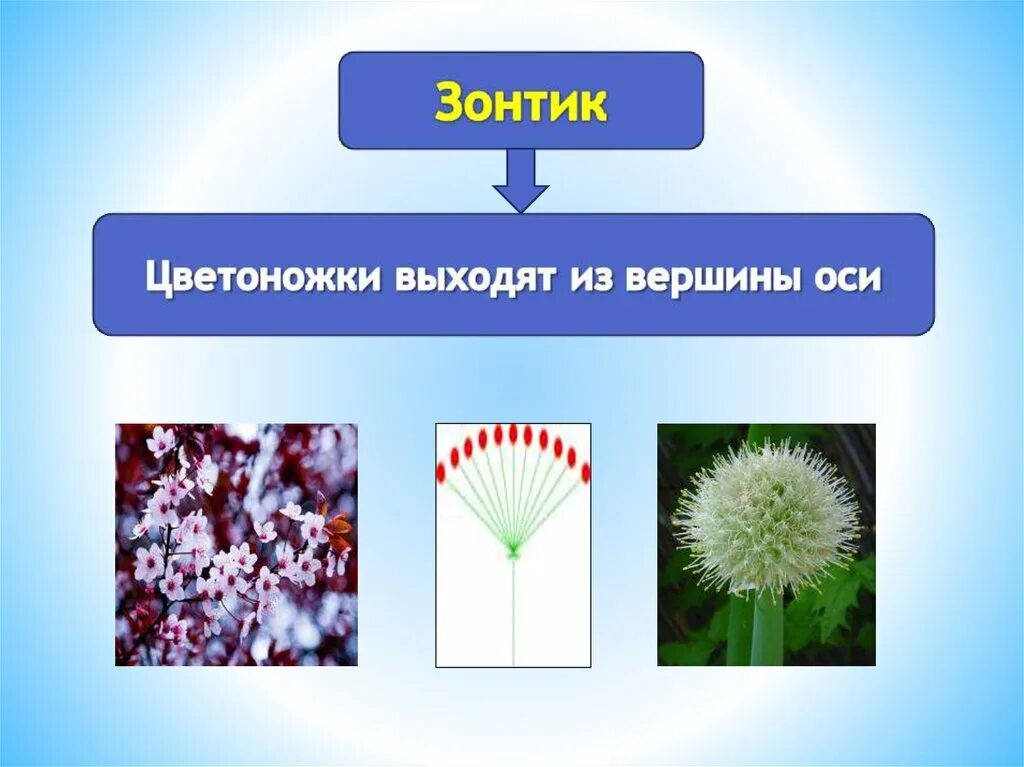 Соцветия. Типы соцветий. Соцветия презентация. Соцветия цветов. Виды соцветий и плодов