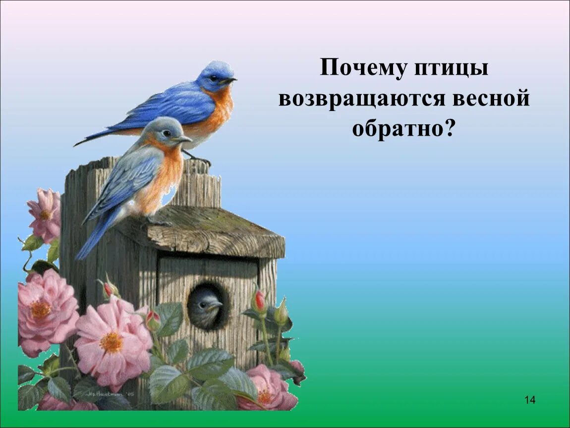 Возвращались в родные края. Перелетные птицы вернулись домой. Птицы возвращаются весной. Почему возвращаются перелетные птицы весной.