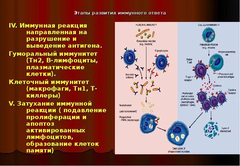 Местный иммунный ответ. Иммунитет гуморальный плазмоциты и. Гуморальный иммунный ответ (клетки-участники, их взаимодействие),. Фазы развития гуморального иммунного ответа. Лимфоциты клеточный и гуморальный иммунитет.