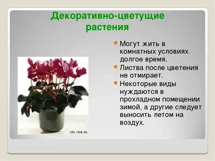 Декоративные растения урок