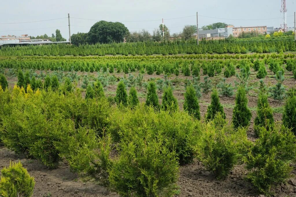 армавирский совхоз декоративные культуры имени н с плохова армавир. с. армавир питомник растений им плохова. армавир питомник растений. совхоз декоративных культур армавир.