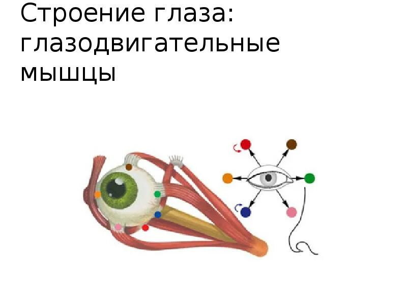 Глазодвигательные мышцы. Глазодвигательные мышцы глаза. Схема действия глазодвигательных мышц. Глазодвигательный аппарат презентация. Места крепления глазодвигательных мышц