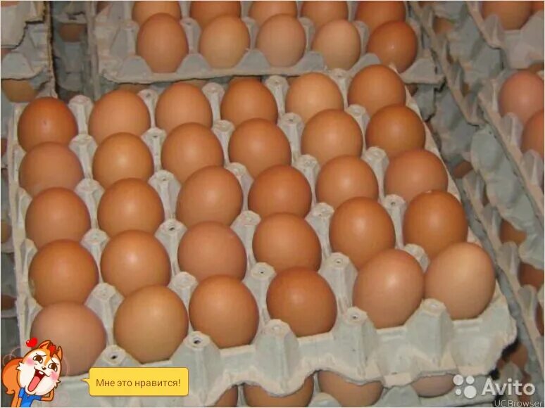 Где можно продать яйцо. Сколько стоит мужское яйцо. Объявление о продаже яиц домашних. Декоративная выкладка яиц. Где можно продать яйцо.