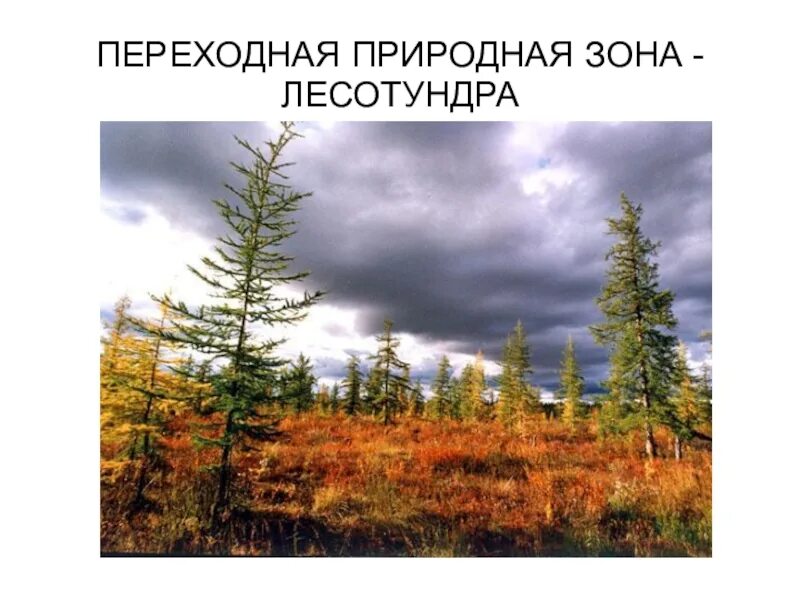 тундра таймыра. тундра лесотундра тайга.