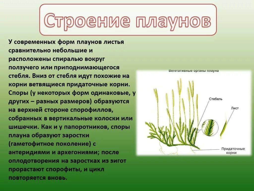 Побеги листья плаунов. Внешнее строение плауна булавовидного. плаун булавовидный строение. строение плаунов 7 класс. спороносный побег плауна.