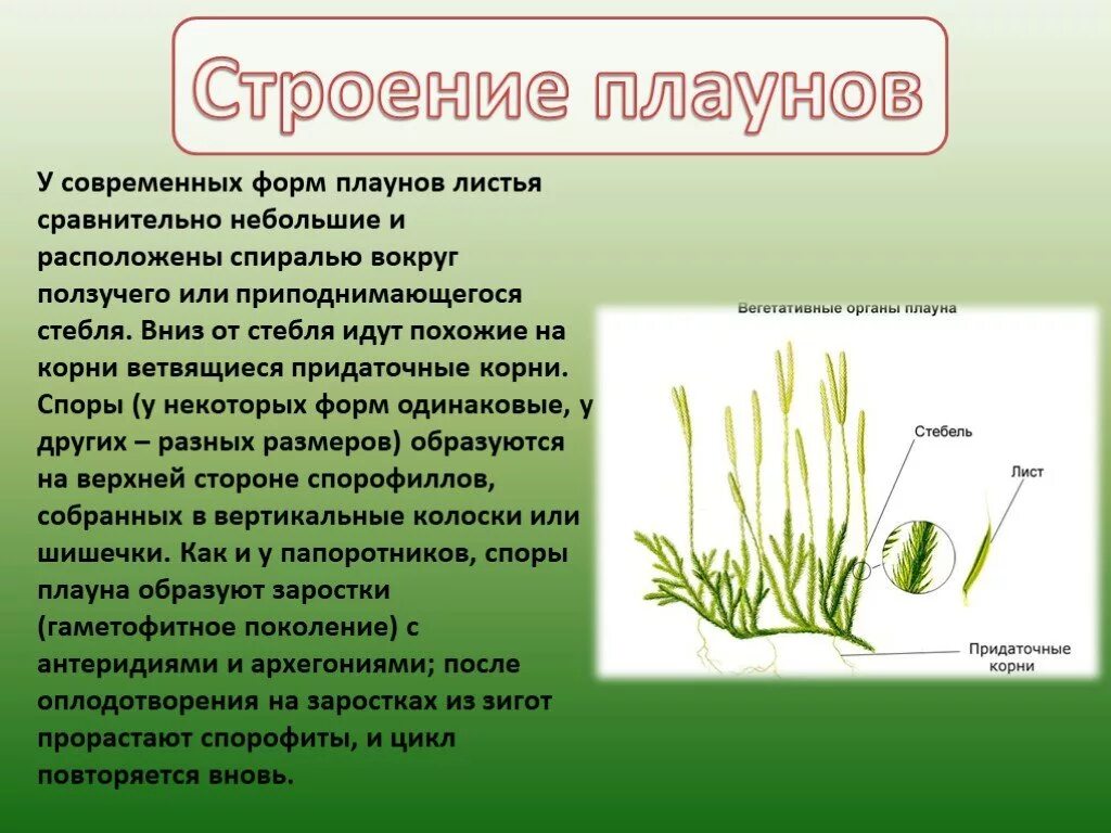 Плауны корневище. Внешнее строение плауна булавовидного. Плаун булавовидный строение. Спороносный побег плауна. Основные органы плауна булавовидного.