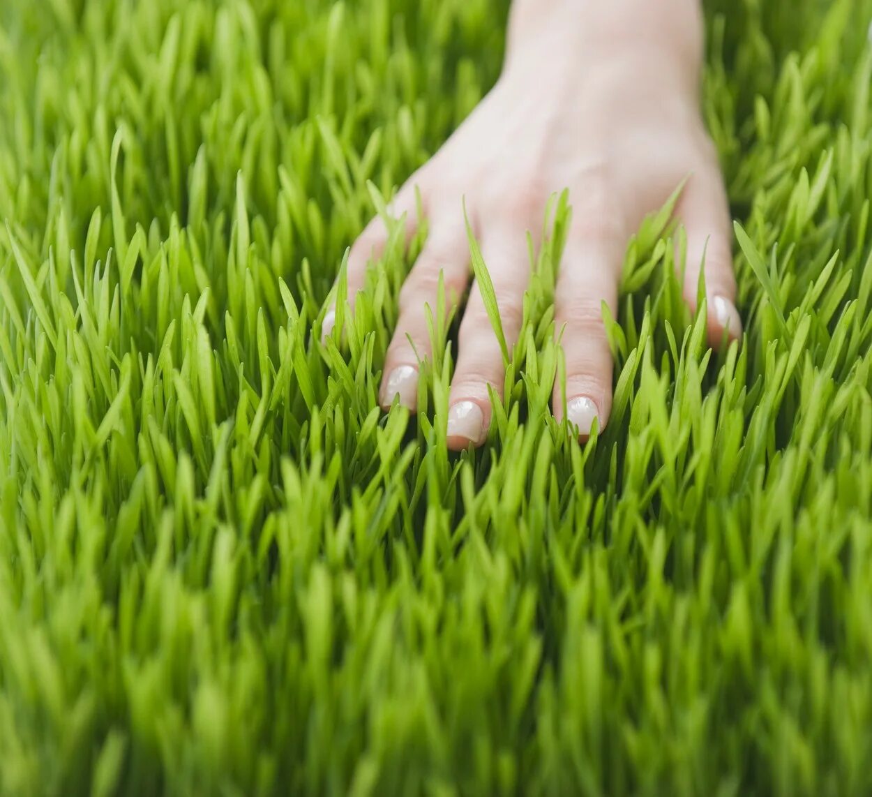 Hands grass. Go touch grass. touching grass. go touch some grass. touch grass мем.
