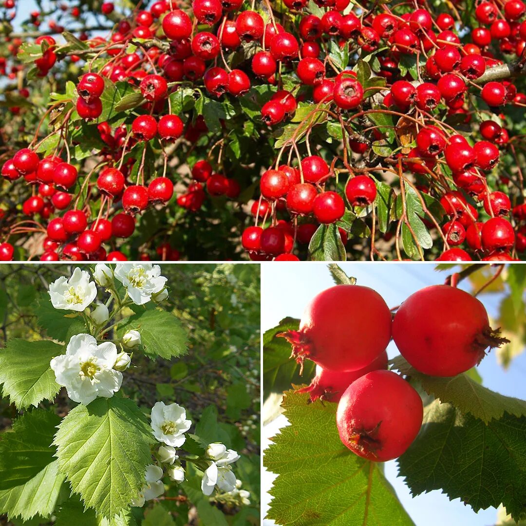 боярышник волжский (crataegus volgensis. боярышник перистонадрезанный. боярышник сорта описание. боярышник сортовой. Crataegus hawthorn.