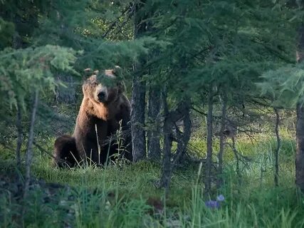Песня медведь тайга
