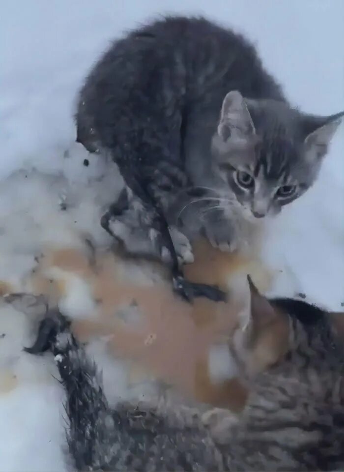 Замерзший котенок. Котик замерз. Котенок в сугробе. Кошечки спасают