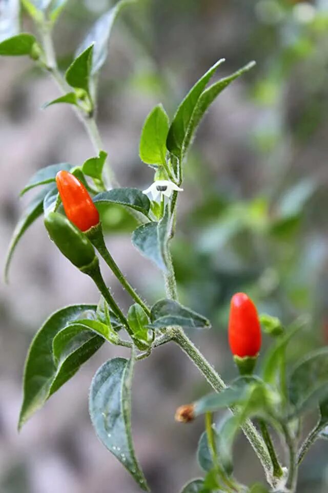 Комнатный перец капсикум. Мексиканский капсикум. Перец капсикум аннуум. Capsicum annuum сорт огонек.