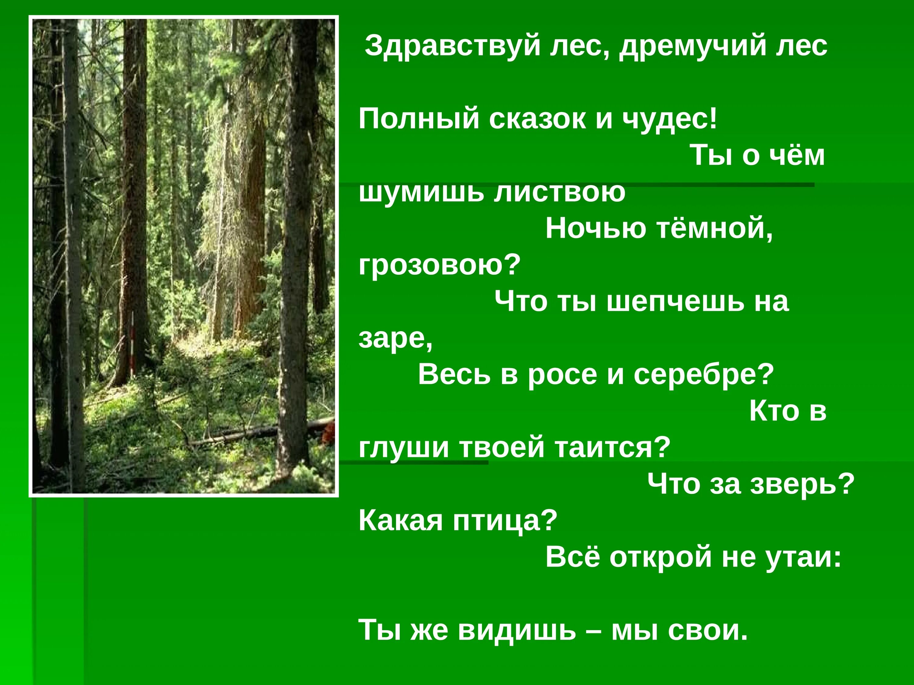 Проект жизнь леса. Лес для презентации. Жизнь леса 4 класс. Проект на тему жизнь леса. Рассказ почему лес называют сообществом