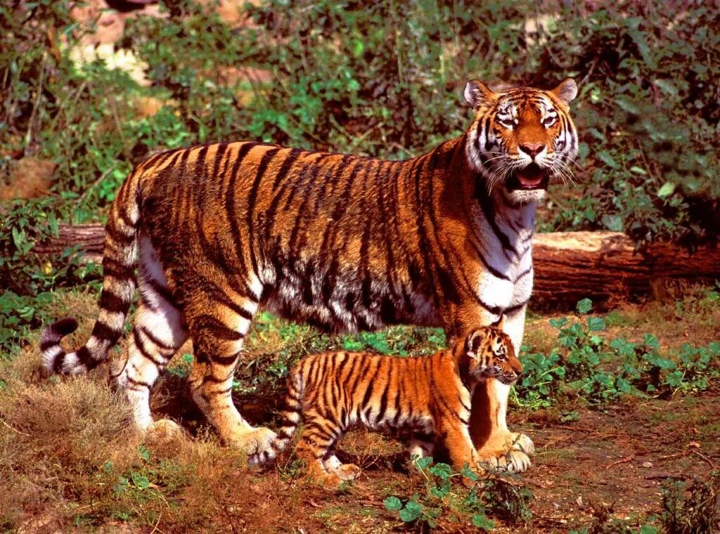 Великий тигр. Огромный тигр. Самый большой тигр. Одинокий тигр. Внешний вид тигров