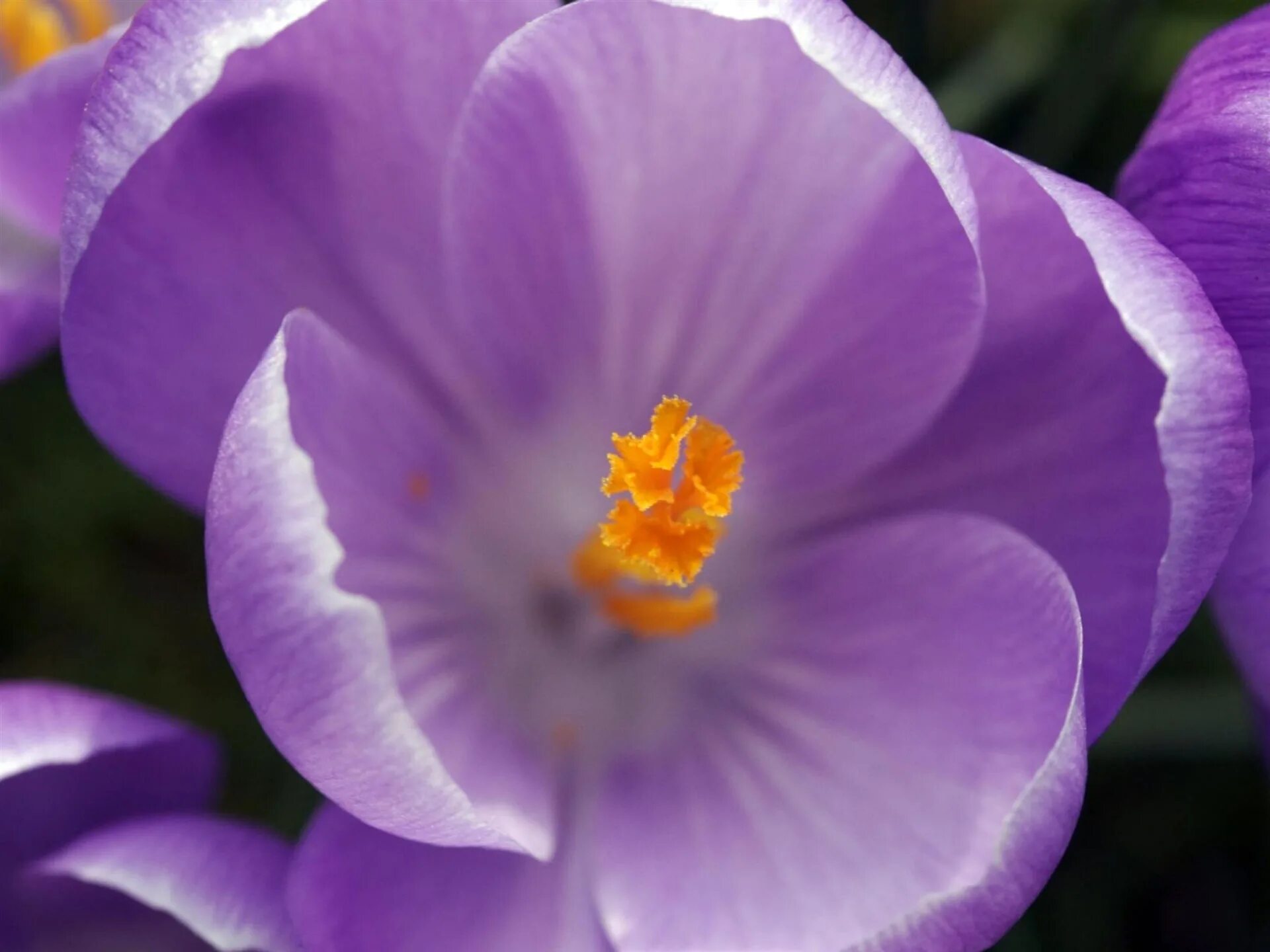 Крокус перпл. Крокус цветок фиолетовый. Крокус фиолетовый. Крокусы лиловые. Настроение 6 букв