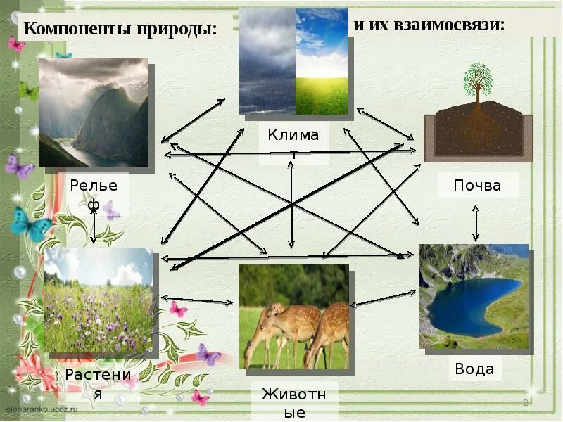 Природный комплекс рисунок. Взаимосвязь природных компонентов. Схема природного комплекса. Компонент природного комплекса.