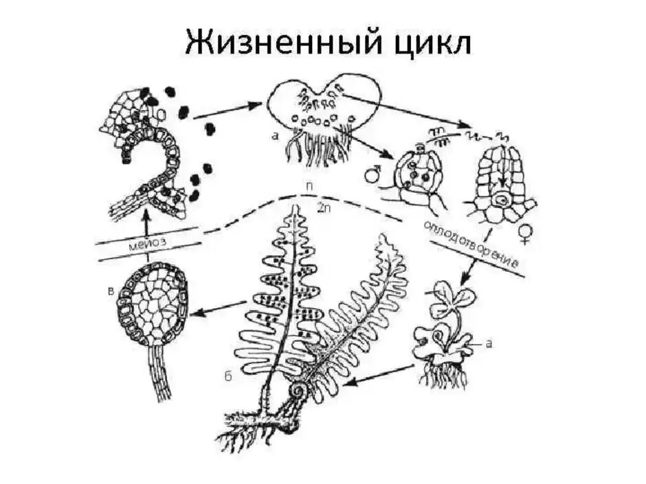 Жизненный цикл папоротника щитовника. Цикл развития папоротника схема. Цикл развития папоротника щитовника мужского. Жизненный цикл папоротника щитовника мужского.