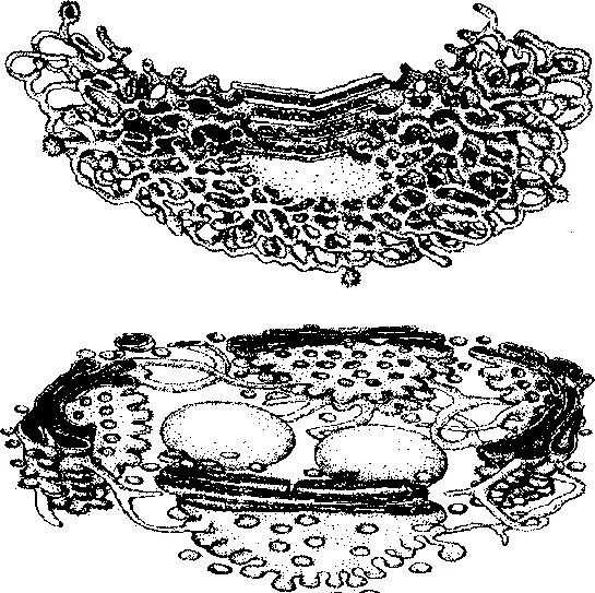 Пластинчатый аппарат Гольджи. Сетчатый аппарат Гольджи. Комплекс Гольджи сетчатый аппарат. Комплекс Гольджи строение рисунок. Пластинчатый комплекс