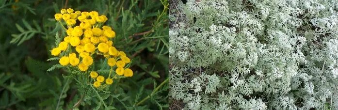 Сем. Мята пижма полынь. Пижма зангезурская. Пижма с полынью. Травы пижма полынь.