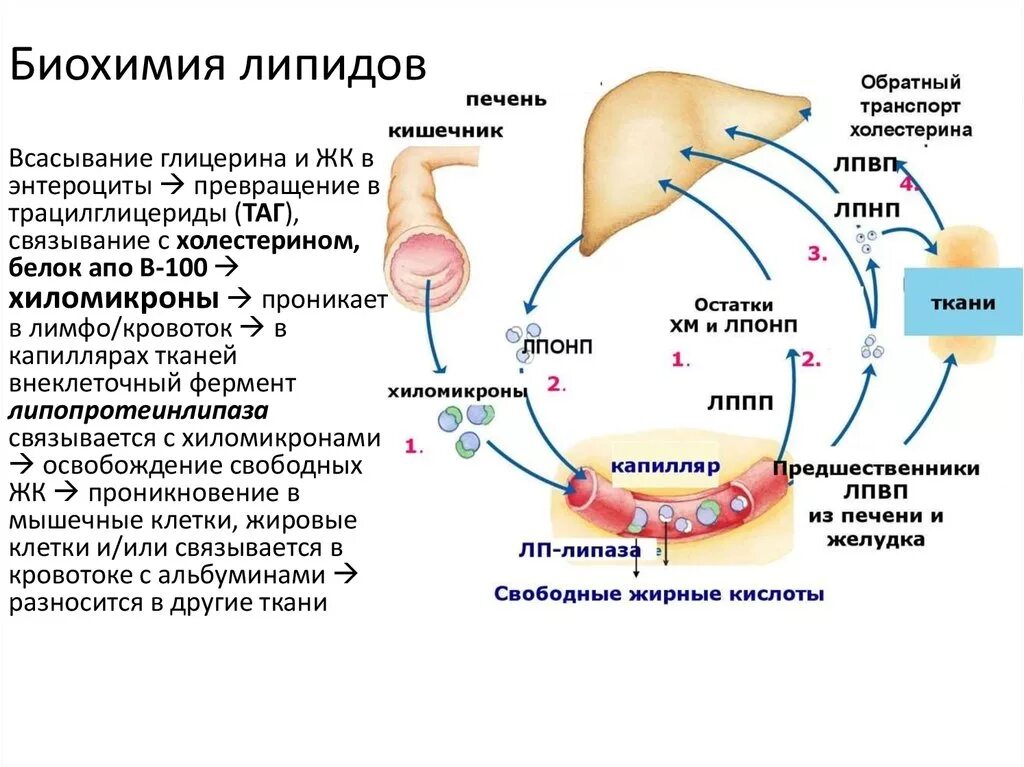 Жировые ферменты. Строение липидов биохимия кратко. Транспорт жиров в организме биохимия. Структура функция метаболизм липидов. Функции жирных кислот в организме биохимия.