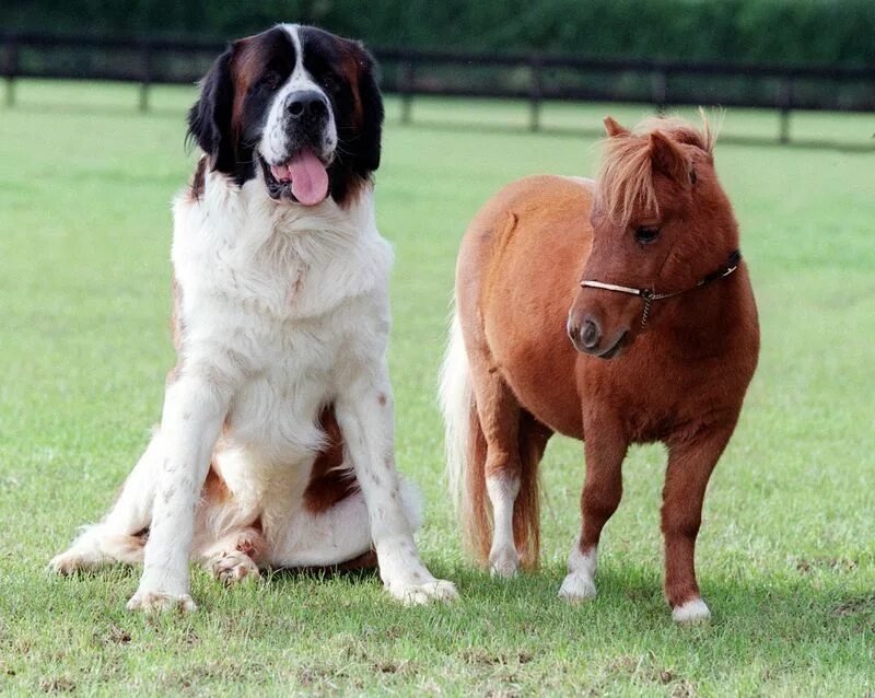 Большие собаки и лошади. Лошадка Фалабелла. Маленькая лошадь. Собака размером с лошадь. Пони собака.