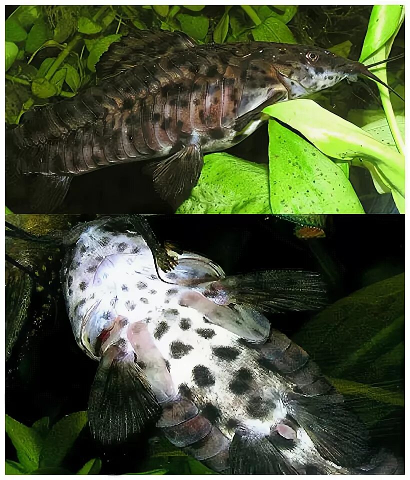 птеригоплихт парчовый самка. сомик таракатум. сомы таракатум. сомик таракатум. таракатум самец.