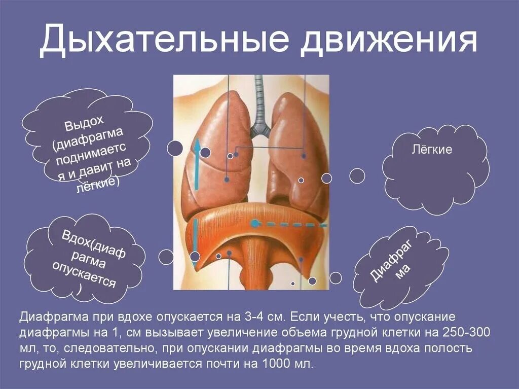 Дыхательные движения. Дыхательные движения легкие выдох. Движение легких при дыхании. При вдохе диафрагма опускается. Дыхательным воздухом называют