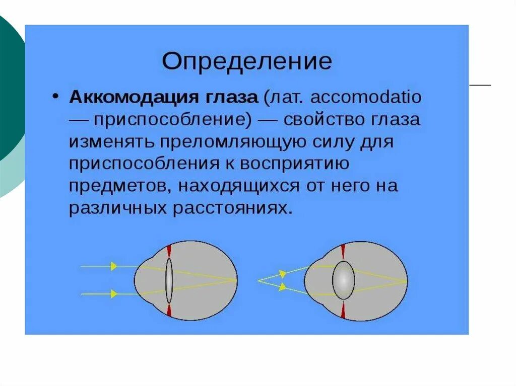 Аккомодация за счет. Аккомодация аккомодационный аппарат. Аккомодационная система глаза. Механизм аккомодации хрусталика. Аккомодация хрусталика глаза.