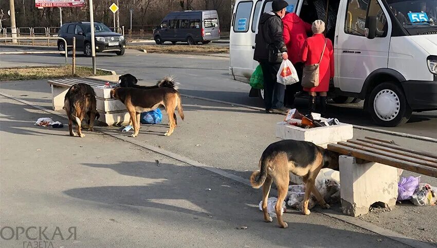 Помощь бездомным орск. Оренбург бродячие собаки. животные орска.