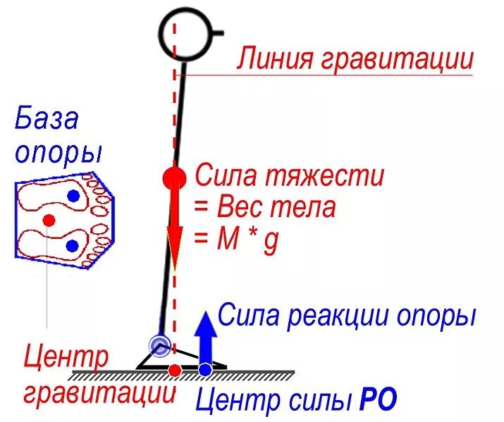 Где расположен центр тяжести тела. Линия тяжести. Центр массы тела человека. Центр тяжести тела человека. Расположение центра тяжести человека.