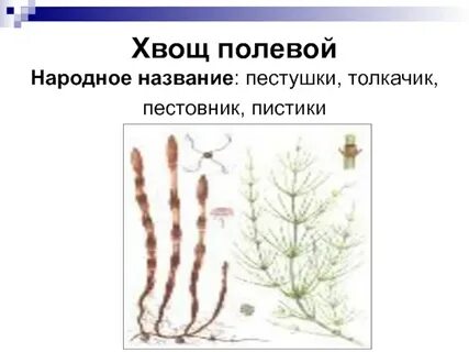 Систематика хвоща