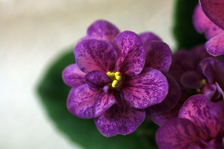 Фиалки бр. Фиалки бр. Фиалка рс аполлон. Фиалка бр атос. Фиалка бр турмалин.