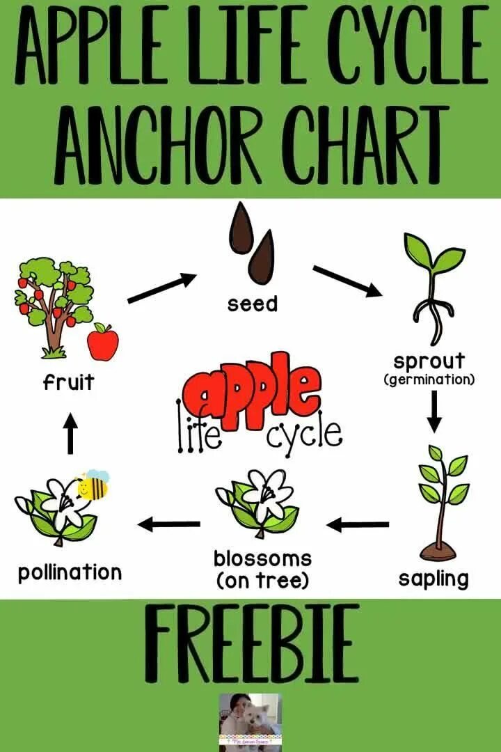 Teach the cycle of life перевод. Plant life cycle. tree cycle. жизненный цикл apple. life cycle of apple plant.