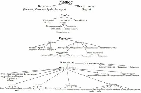 Систематика пальмы