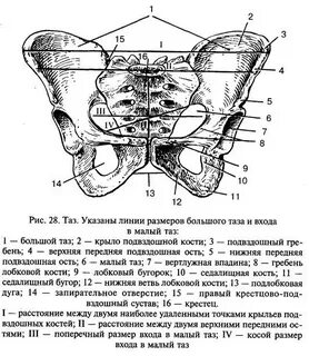 Расстояние между наиболее отдаленными точками подвздошных костей