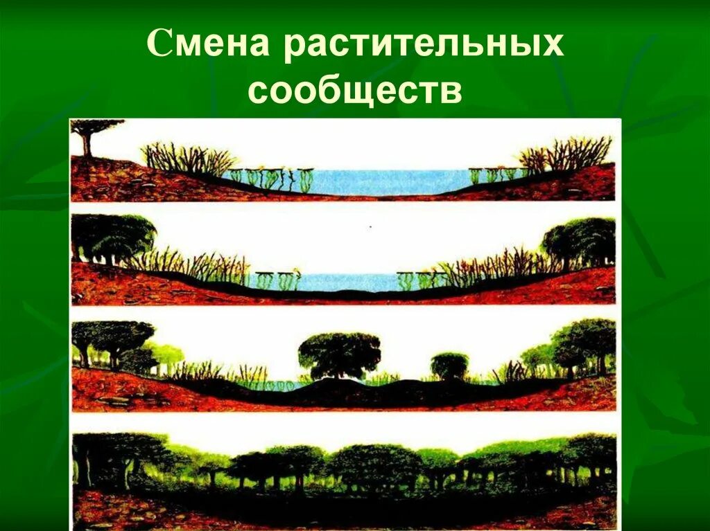 Смена растительных сообществ. Растительное сообщество рисунок. Изменения в природных сообществах. Схема смены растительных сообществ. Что называют растительным сообществом биология