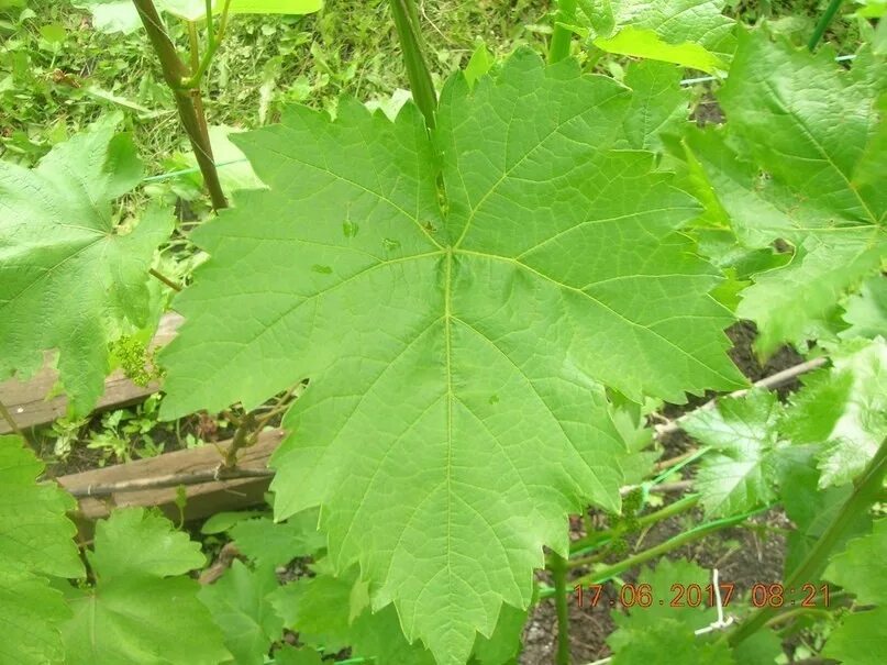Форма листа винограда. Форма листьев винограда. Форма листьев винограда. Цвет виноградного листа. Форма листа винограда.